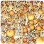 Псилоцибиновые (галлюциногенные) грибы в Ногинске Psilocybin "Golden Teacher" Псилоцибиновые (галлюциногенные) грибы в Ногинске Psilocybin "Golden Teacher"