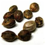 Семена марихуаны АК-47  (Seeds AK-47) в Ногинске